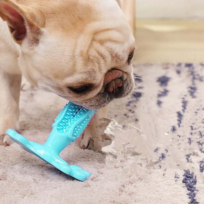 Toothbrush toy dog cheap